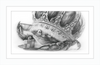 The Old Crab (Drawing) Art Print