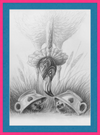 Flamingo and Hedgehogs (Drawing) Art Print