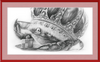 The Old Crab (Drawing) Art Print