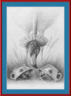 Flamingo and Hedgehogs (Drawing) Art Print