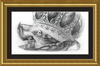 The Old Crab (Drawing) Art Print