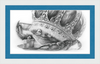 The Old Crab (Drawing) Art Print