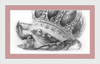 The Old Crab (Drawing) Art Print