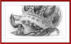 The Old Crab (Drawing) Art Print
