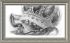 The Old Crab (Drawing) Art Print