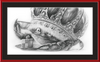 The Old Crab (Drawing) Art Print