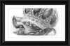 The Old Crab (Drawing) Art Print