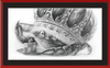 The Old Crab (Drawing) Art Print