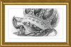 The Old Crab (Drawing) Art Print