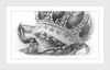 The Old Crab (Drawing) Art Print