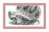 The Old Crab (Drawing) Art Print