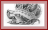 The Old Crab (Drawing) Art Print
