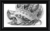 The Old Crab (Drawing) Art Print
