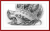 The Old Crab (Drawing) Art Print