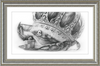 The Old Crab (Drawing) Art Print