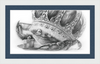 The Old Crab (Drawing) Art Print