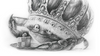 The Old Crab (Drawing) Art Print