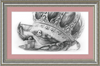 The Old Crab (Drawing) Art Print